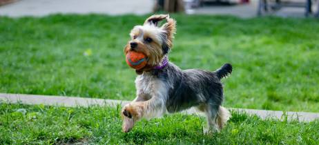Σκνίπες, ψύλλοι, κρότωνες και πως να προστατέψεις τον σκύλο σου