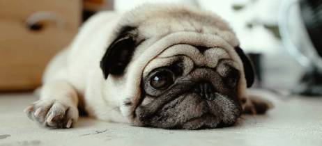 Παρακολουθώντας την θερμοκρασία του σκύλου μας