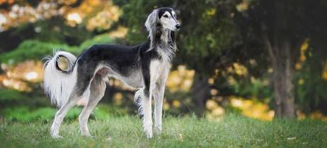 Ο σκύλος μου κάνει κύκλους και παρουσιάζει αστάθεια, που μπορεί να οφείλεται;