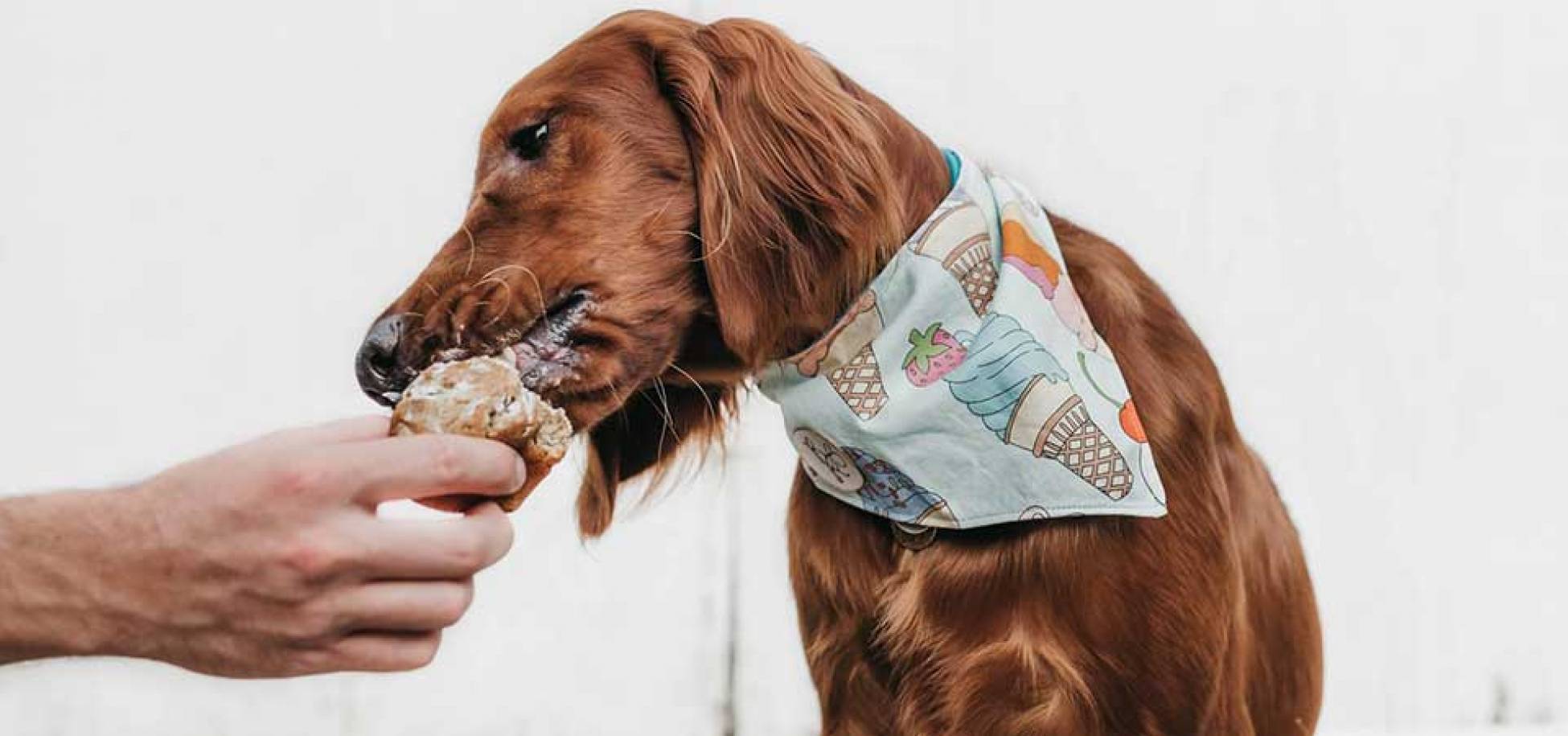 Επικίνδυνες τροφές για τον σκύλο