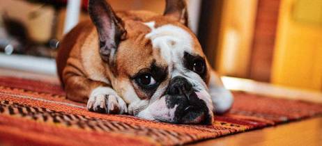 Γρίπη στον σκύλο - Τι πρέπει να γνωρίζουμε