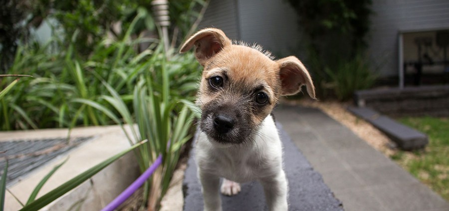 Έρευνα | Γιατί τα σκυλιά μας γυρίζουν το κεφάλι στο πλάι